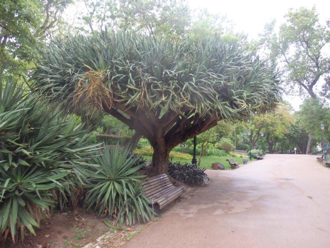 Jardins estrela